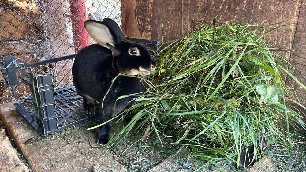 Iepuri Rex Albastru, Rex Otter, Rex Gri, Rex Negru, Rex Alb