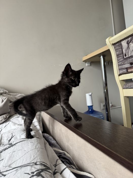 Отдам котенка в хорошие руки. Девочка