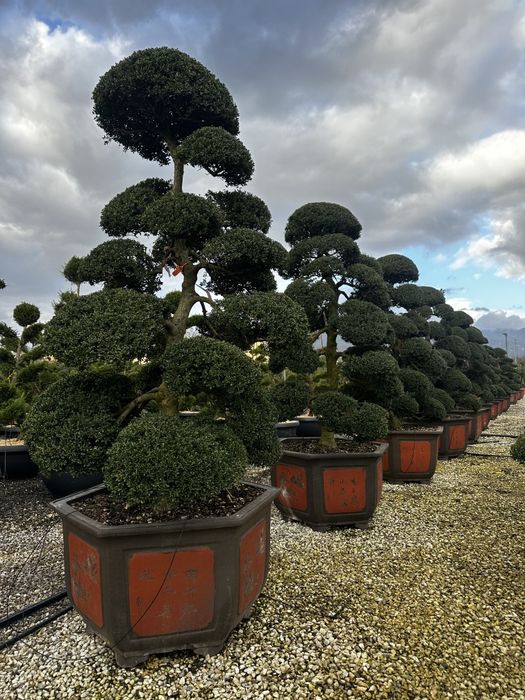 Plante ornamentale la preț de producător, tuia, leylandii, euonymus