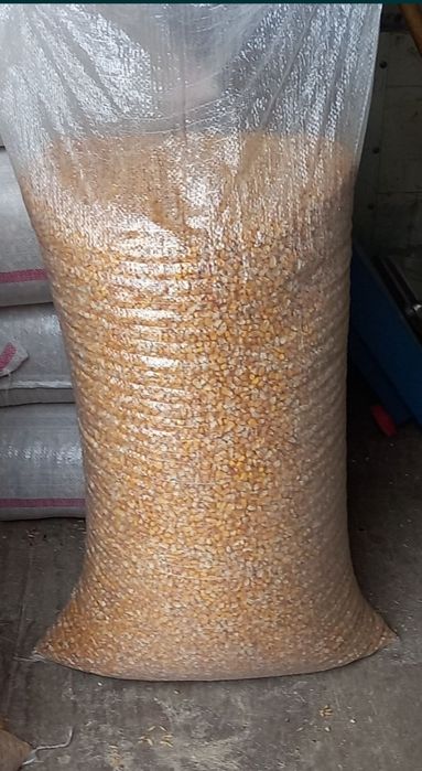 Porumb recoltă 2025  Amestec cereale ,hrană pt porumbei