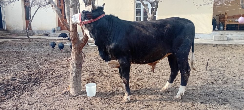 Novos Hokiz sotiladi