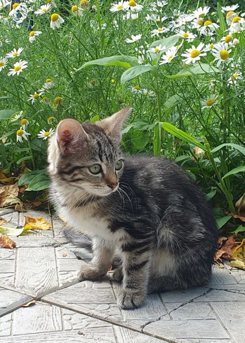 Котята, 4 месяца в добрые руки!!