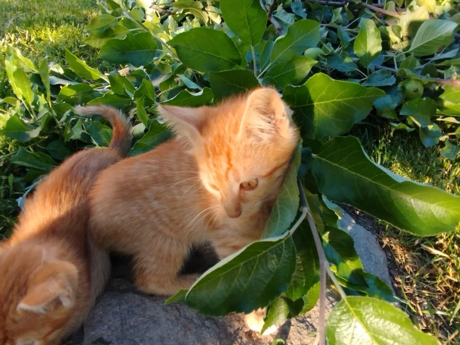 3-месечни котета търсят дом