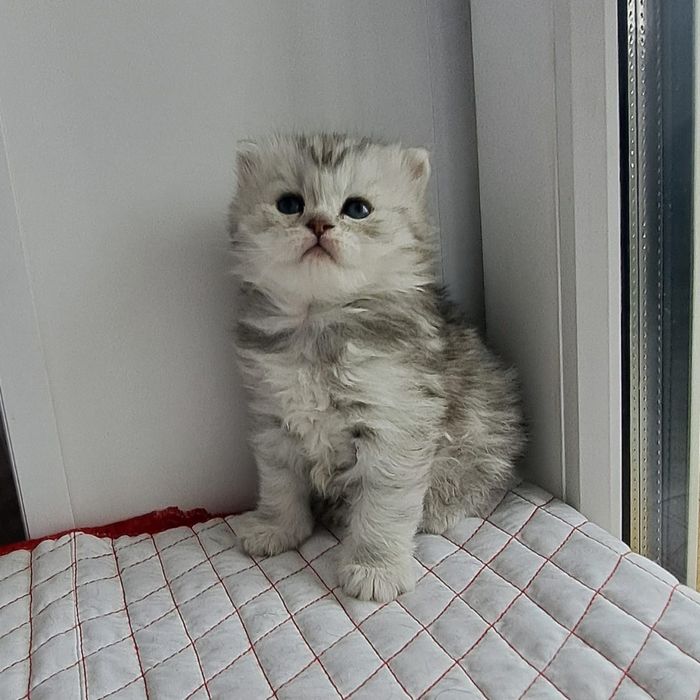 Скоттиш фолд котята