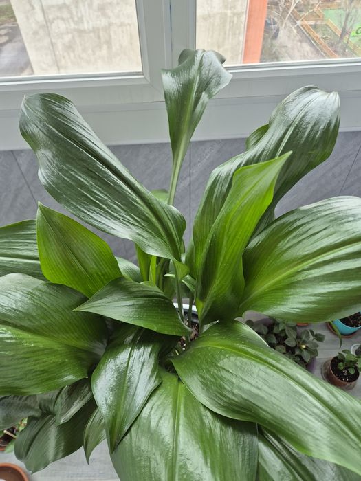 Амазонская лилия - эухарис