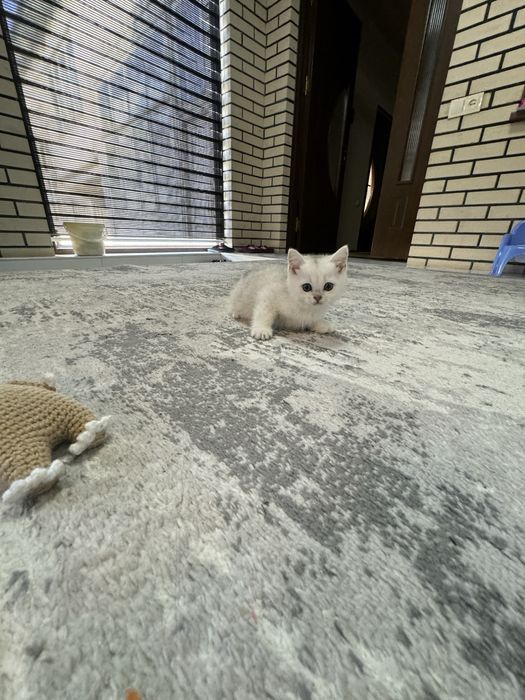 Мушиксалар Шиншила 4 та