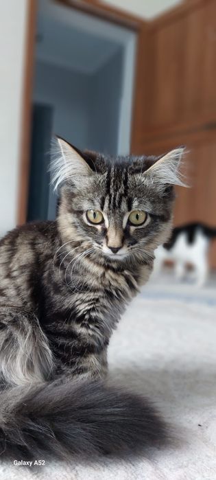 Отдам котят в добрые руки