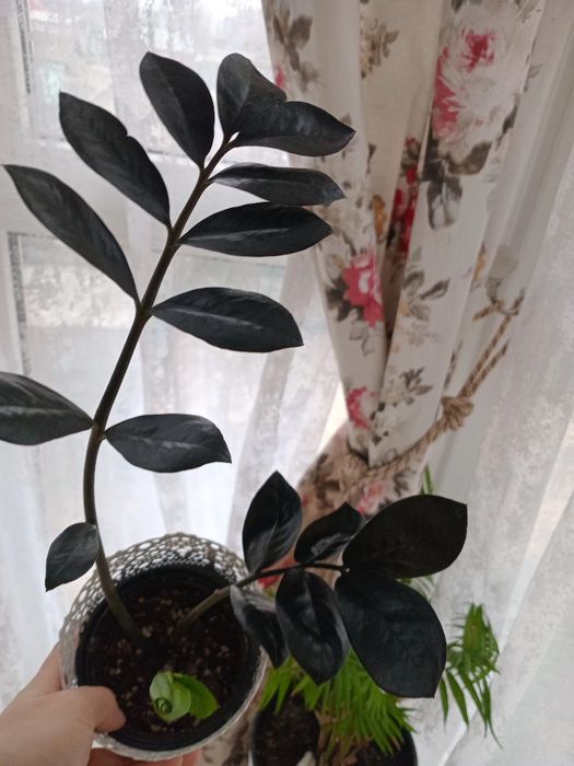 Продам.    цветы