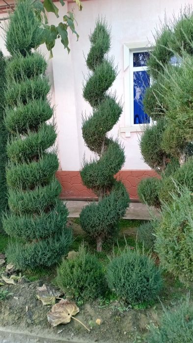 Mevali va manzarali ko'chatlar