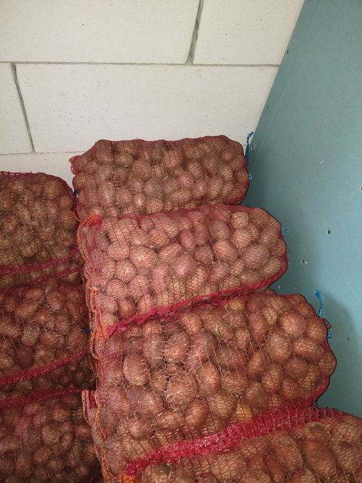 Vând cartofi sămânța clasa B