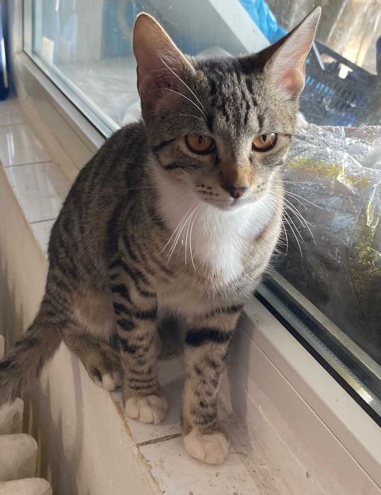 Adoptie pui de pisica Misulicii