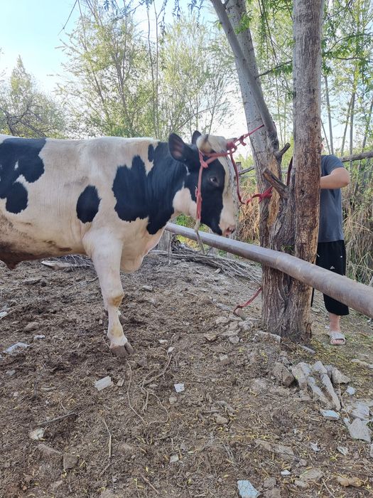 Toza Rossiya Buqa sotiladi