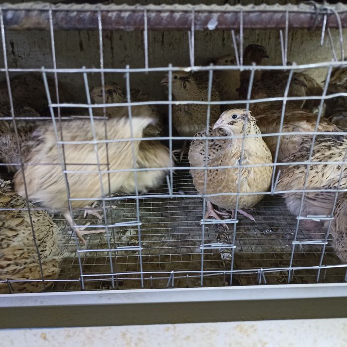 Продам несушек "Золотой феникс"