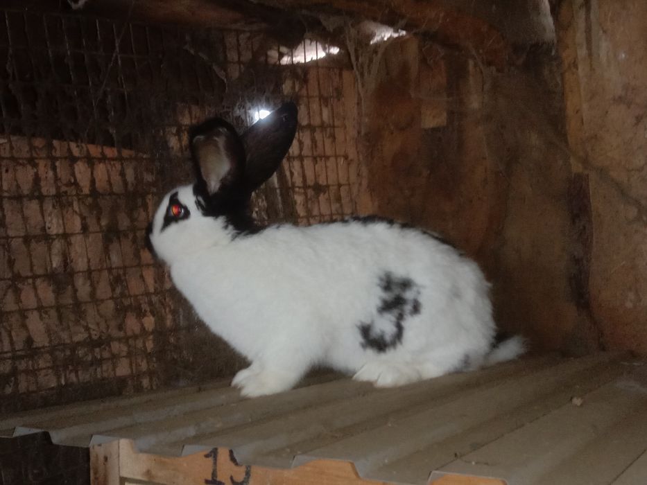 Продам кроликов на развод