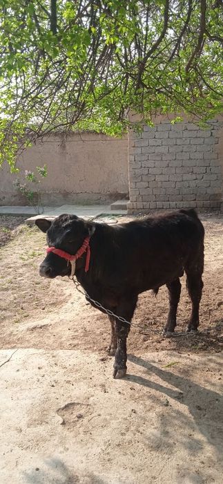 Buqa angus gibrit 7 oyli yeb ichishi yahwi narhi 27mln som