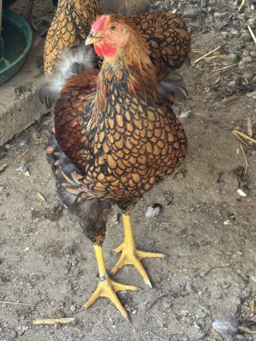 Cocosi wyandotte si araucana