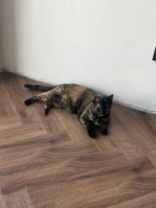 кошка в добрые руки