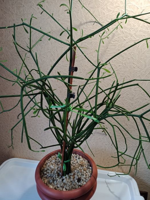 Продам молочай Тирукалли