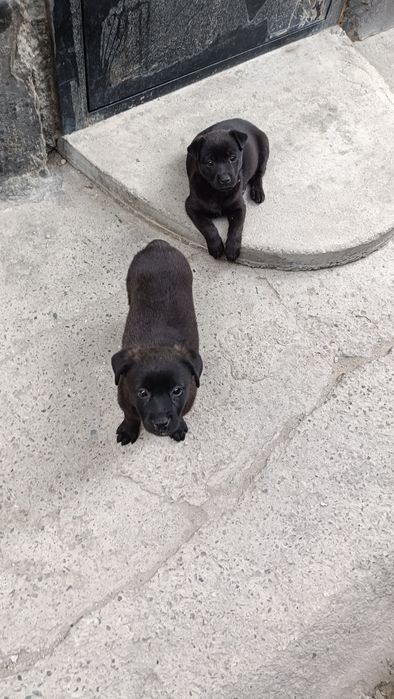 Щенки в добрые руки