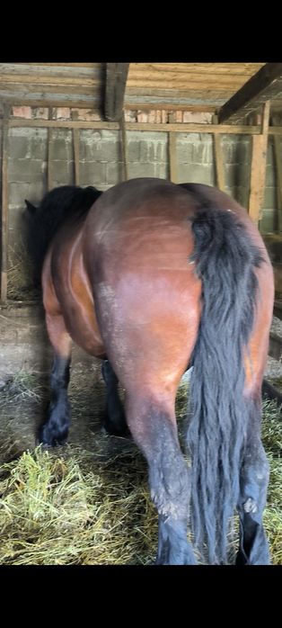 De vânzare iapă de cinci ani