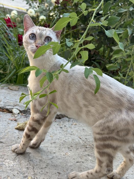 Бенгальская кошка