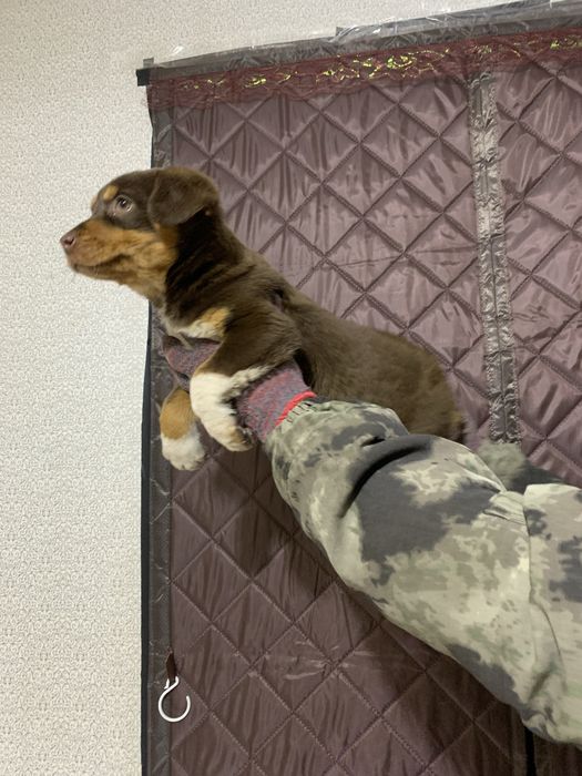 Австралийский келпи щенок девочка