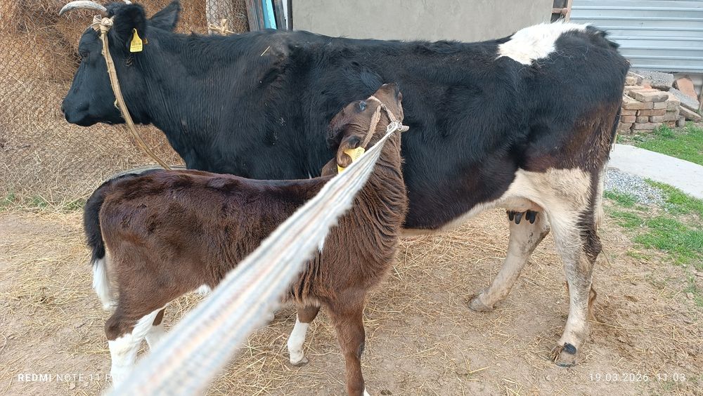 Бұзаулы сиыр сатылады!