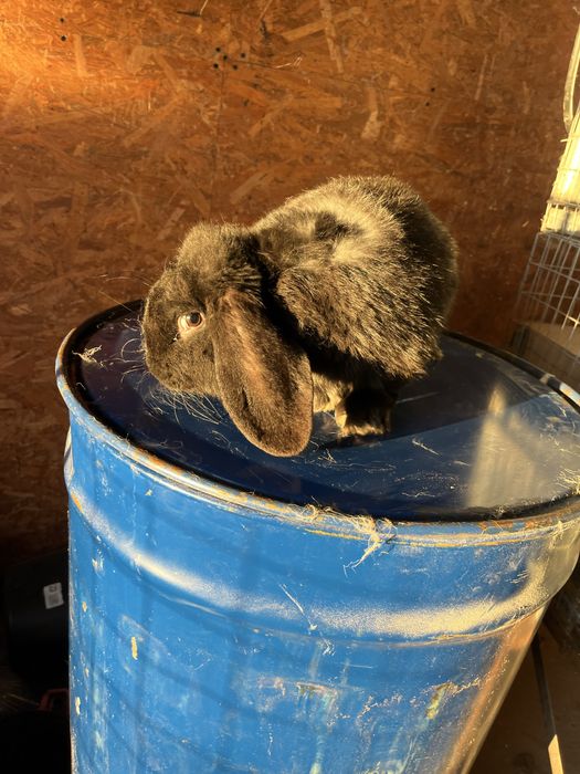 Iepuri berbec german