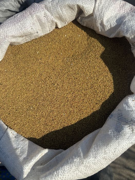 Жоңышқа ұрық семена клеевера