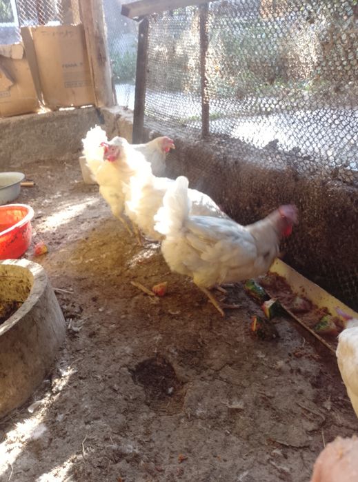 Продам куры несушки
