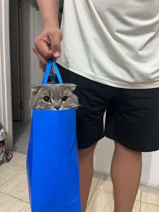 Продам кота веслоухи