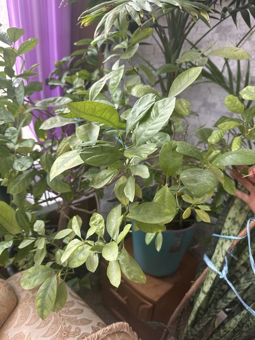 Для дома либо для офиса цветы