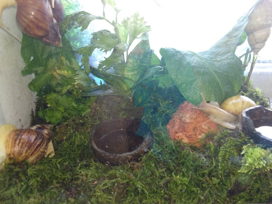 Мох   для   улиток
