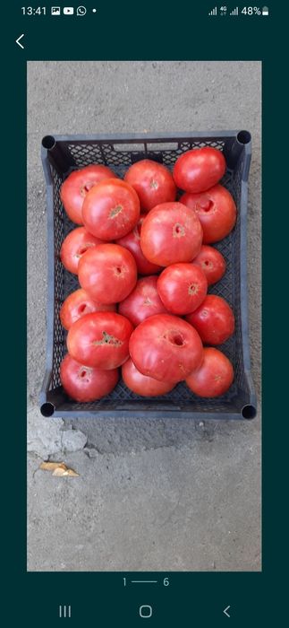 Продам помидоры свежие