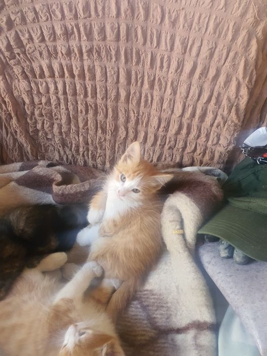 Ищу хорошего хозяина для наших котят