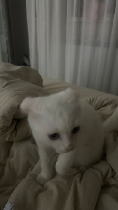 Кот веслаухий шотландский