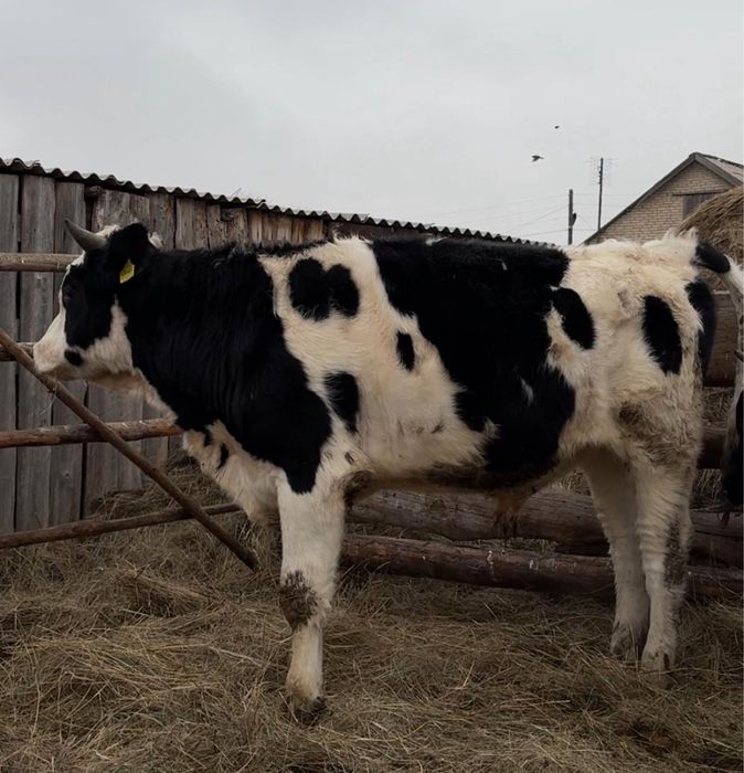 Бычки 1.5 года откормленные