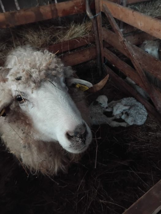 Vând 10 oi cu miei        .