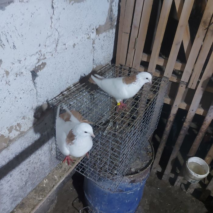 Желташейки пара гатовый