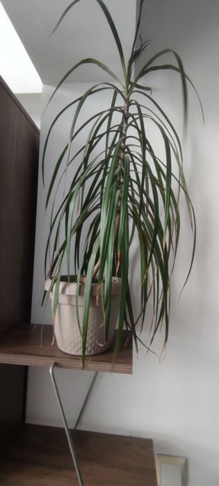 Dracaena 50 cm înălțime
