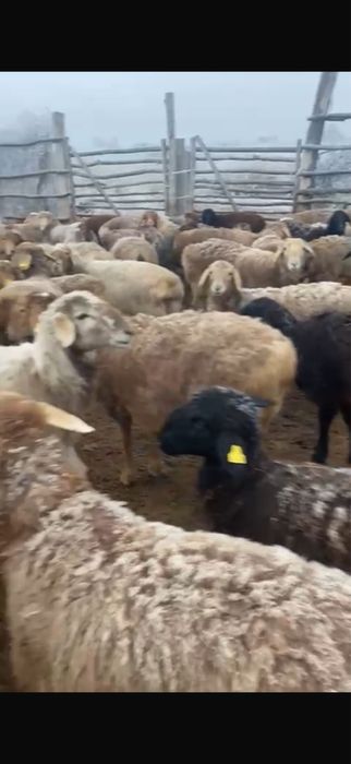 Продам баран оптом