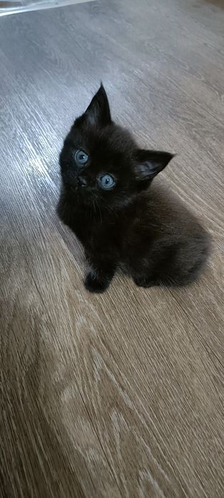 Отдам котенка, девочка!
