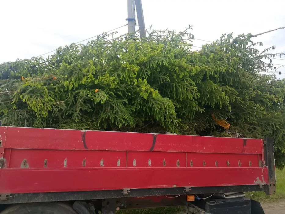 Продам зелёные ЕЛИ и МНОГОЕ ДРУГОЕ
