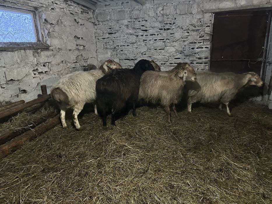 Продам   кошкар