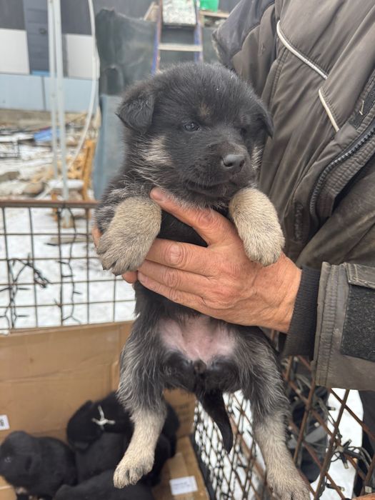 В добрые руки пристраиваются