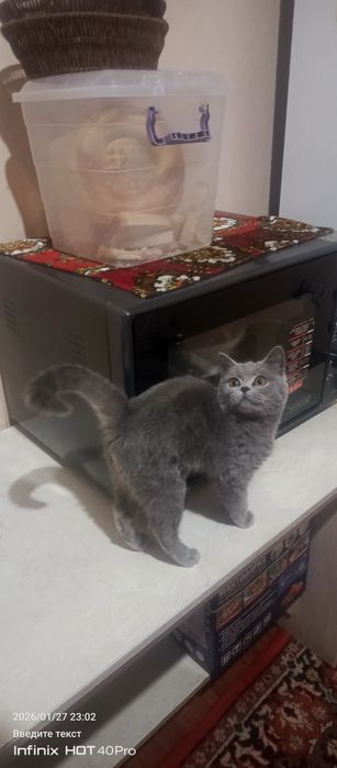 Mushuk Scottish fold