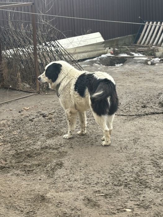 Алабай в хорошие руки