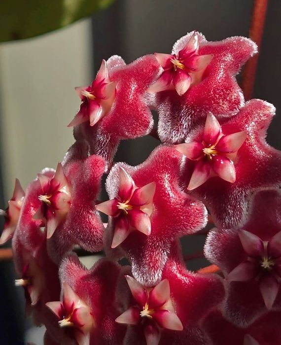 Hoya,  Lacrima Maicii Domnului