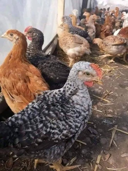 De vnzare pui alb  colorat