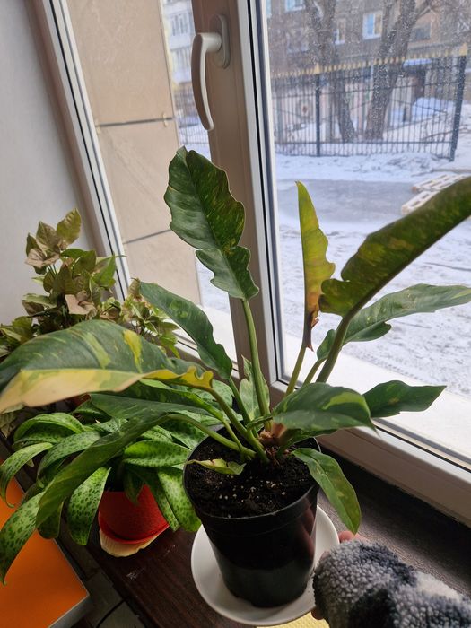 Продам Филадендрон